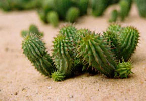 African plant Hoodia help fight fat